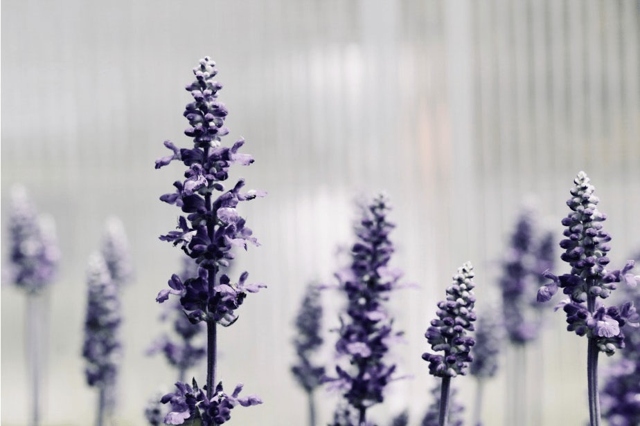 Linalool