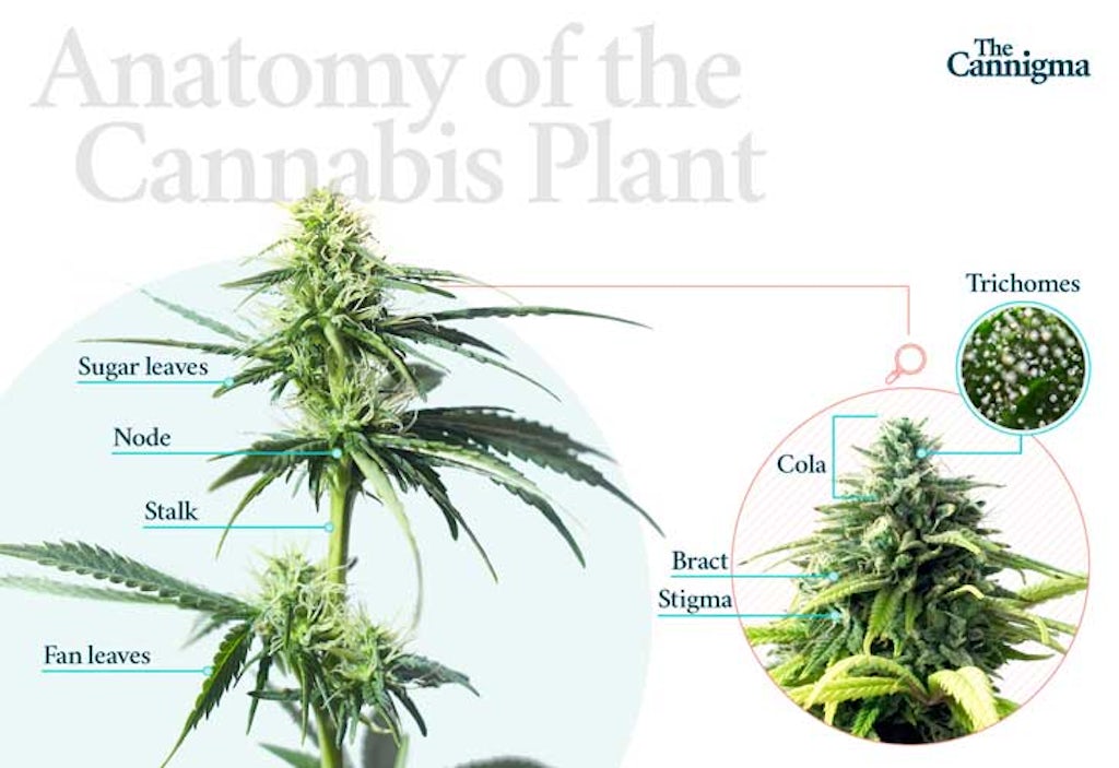 Anatomy of the Cannabis Plant