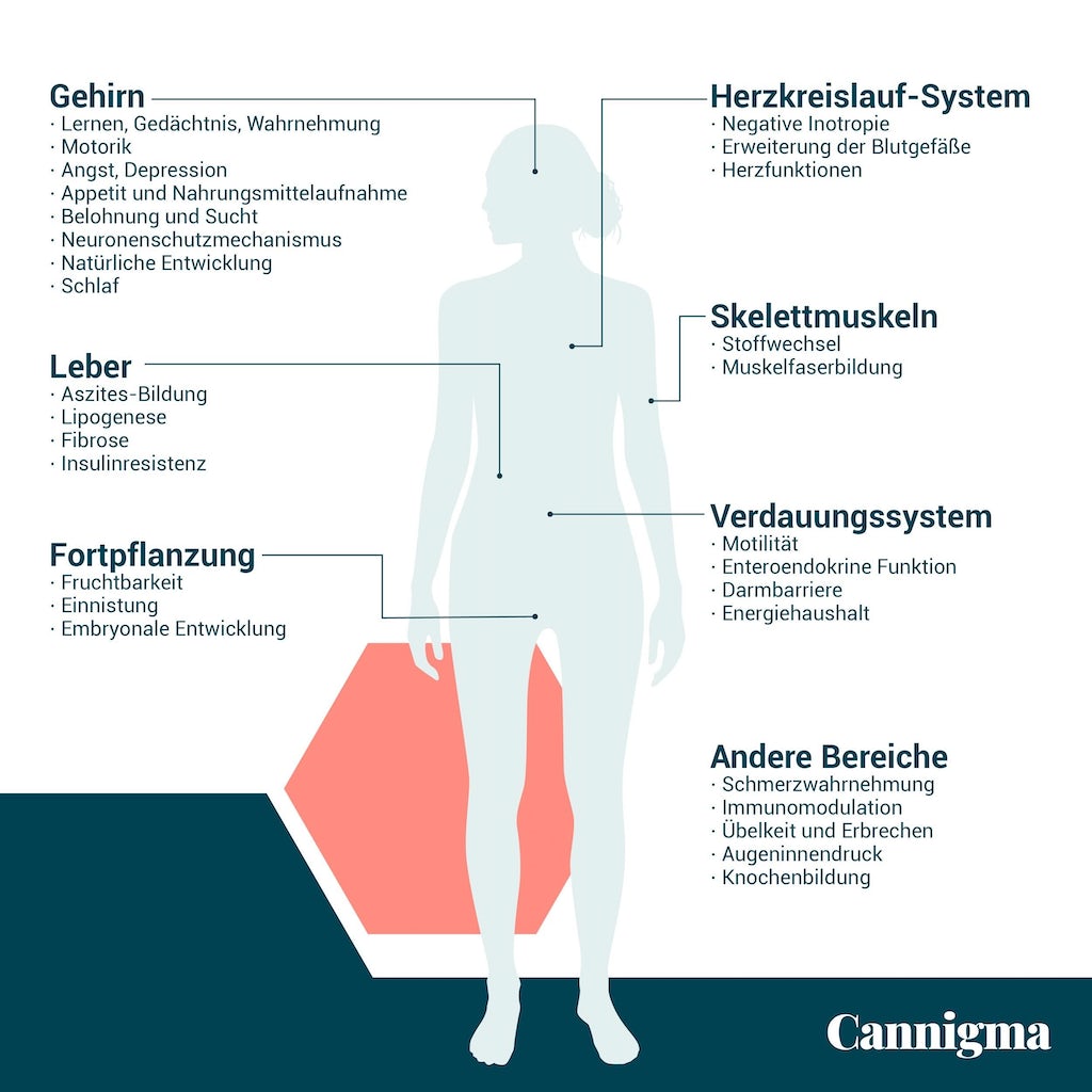 Wirkweisen des Endocannabinoid-Systems im Körper