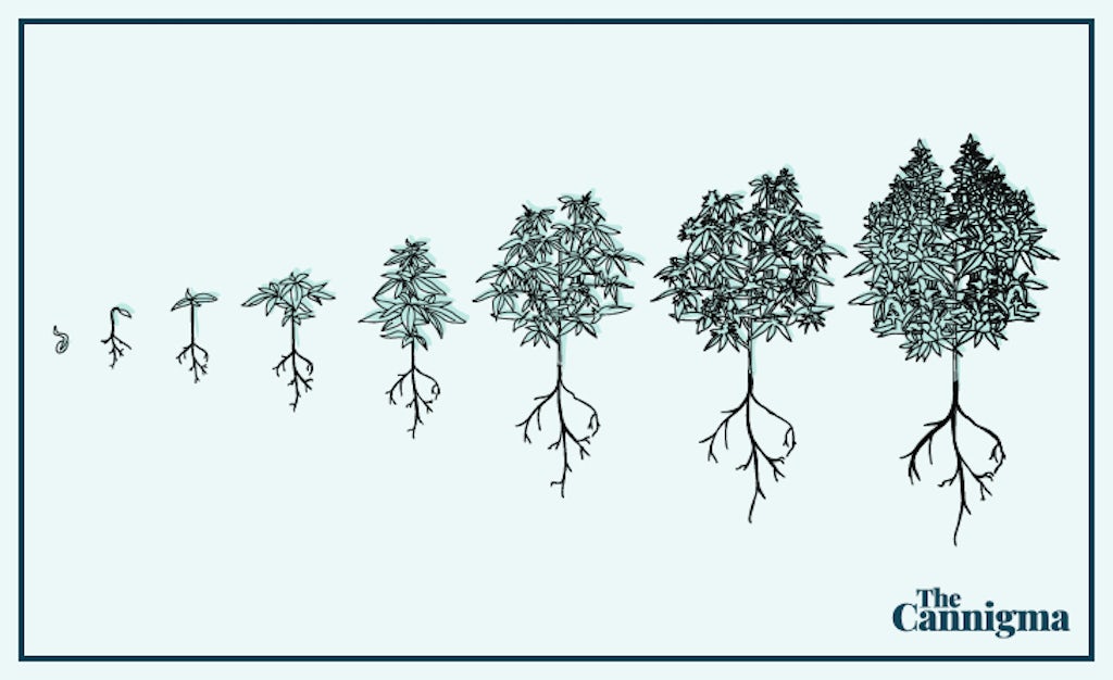 Cannabis-Cultivation-Graphic-Cannigma-1