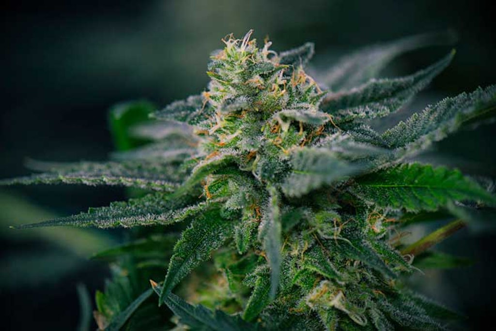 Terpenes from cannabis