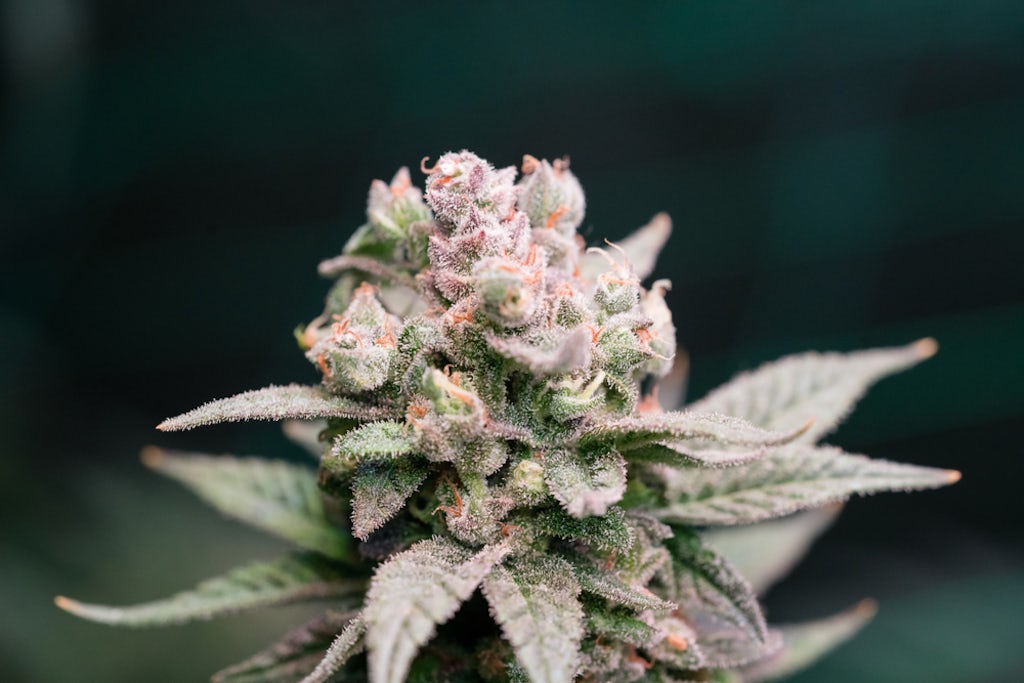 A close-up shot of a colorful cannabis