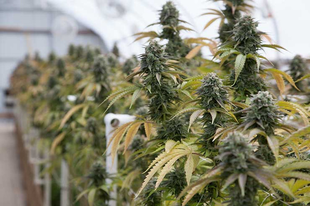 Cannabis plants growing