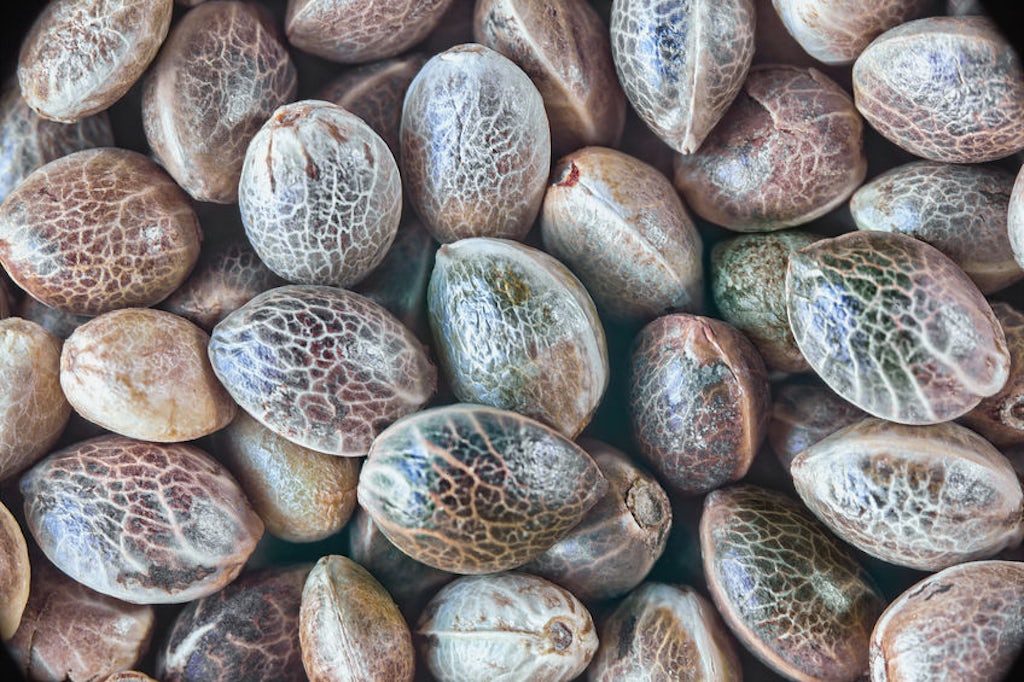cannabis seeds