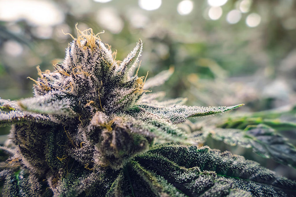 cannabis mold mold can appear similar to glimmering trichomes