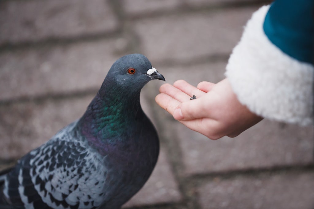 Parece que existe un solo estudio que realmente evaluó la efectividad del delta-10-THC - un experimento realizado en palomas que aparentemente no quedaban drogadas. Obviamente, los humanos no son palomas. (Shutterstock)