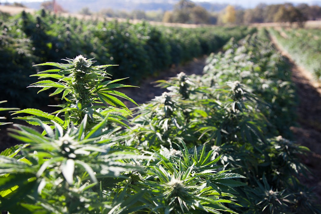 A field of hemp growing on a farm in Oregon