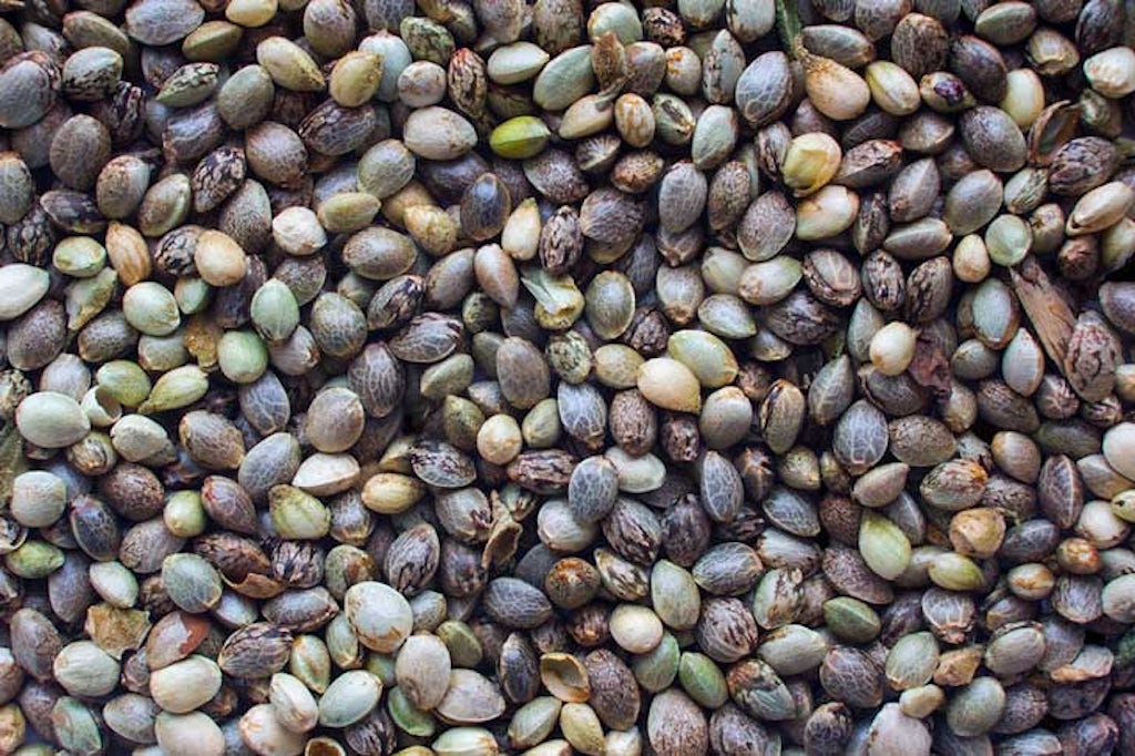 Cannabis seeds