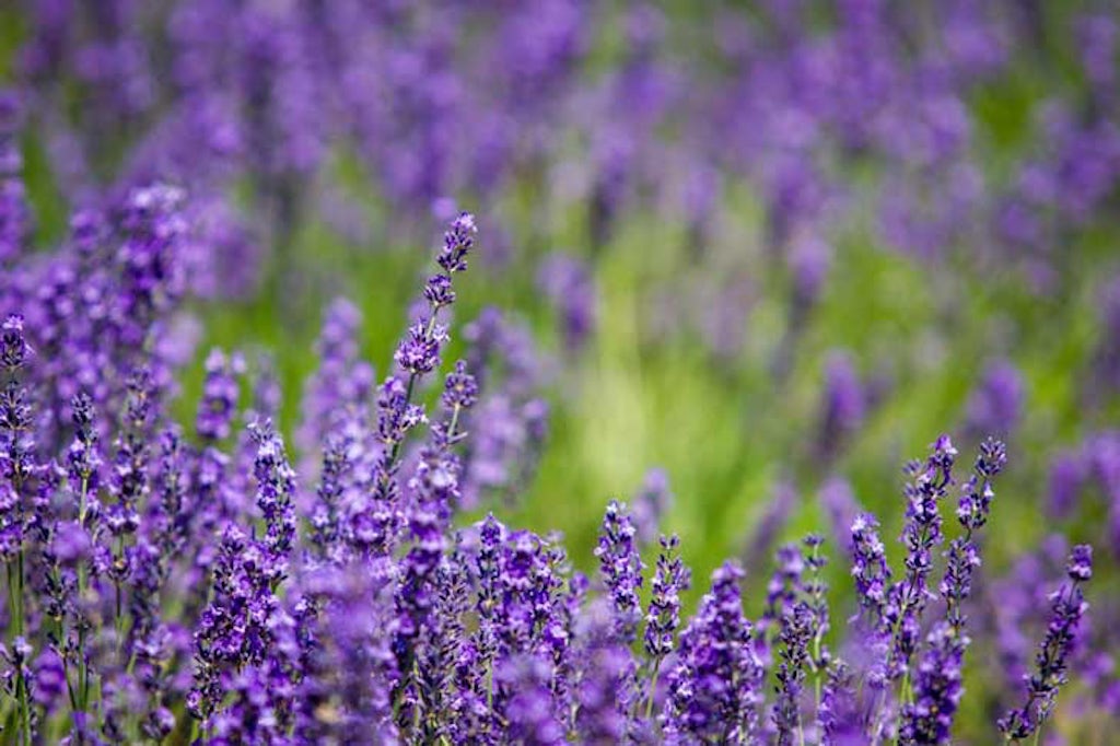 Lavender
