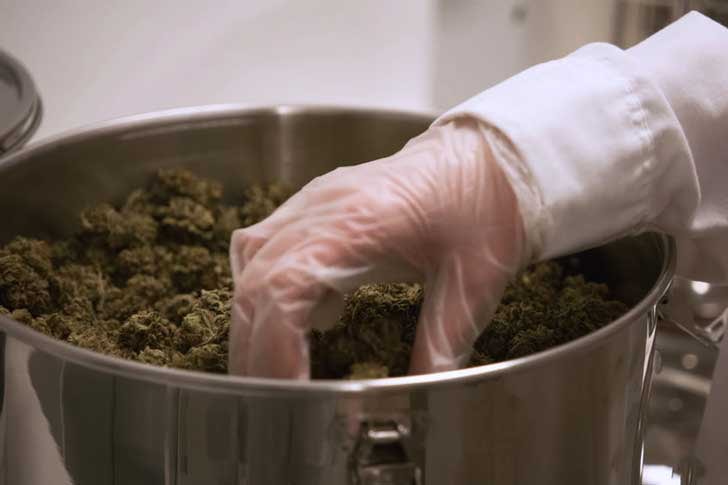Marijuana in a bucket