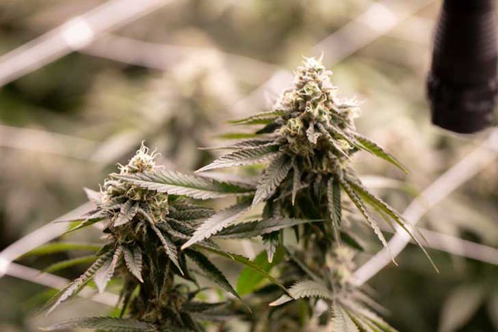 Marijuana flowers and leaves