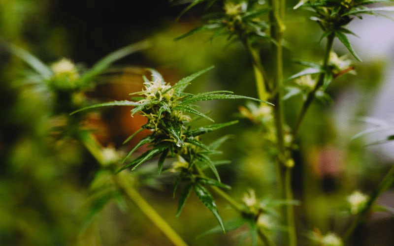 Marihuana