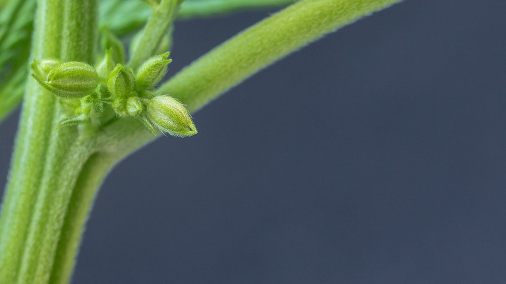 Pollen sacs of a male cannabis plant