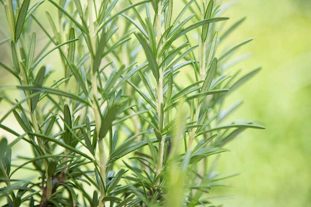 Fresh rosemary plant