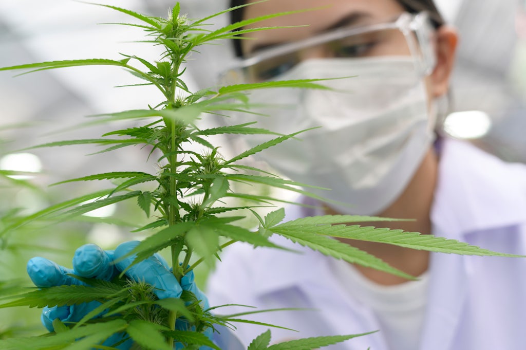 A grower examines a cannabis plant at an indoor facility