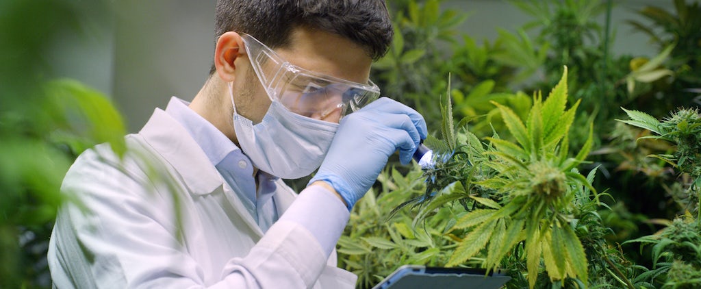 Scientist examining cannabis plant