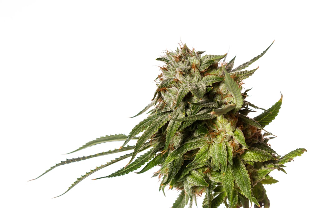 gorilla glue bud