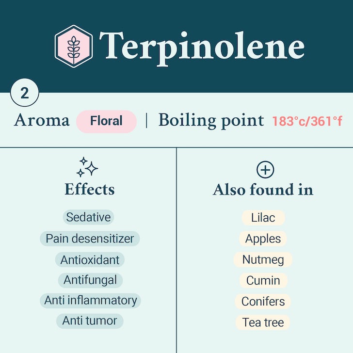Terpinolene terpene card
