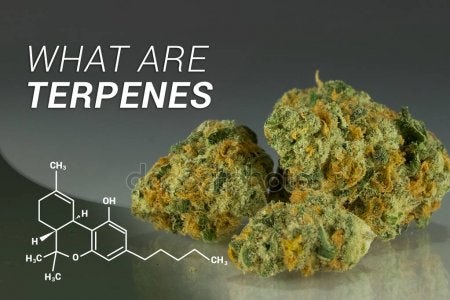 Terpnes