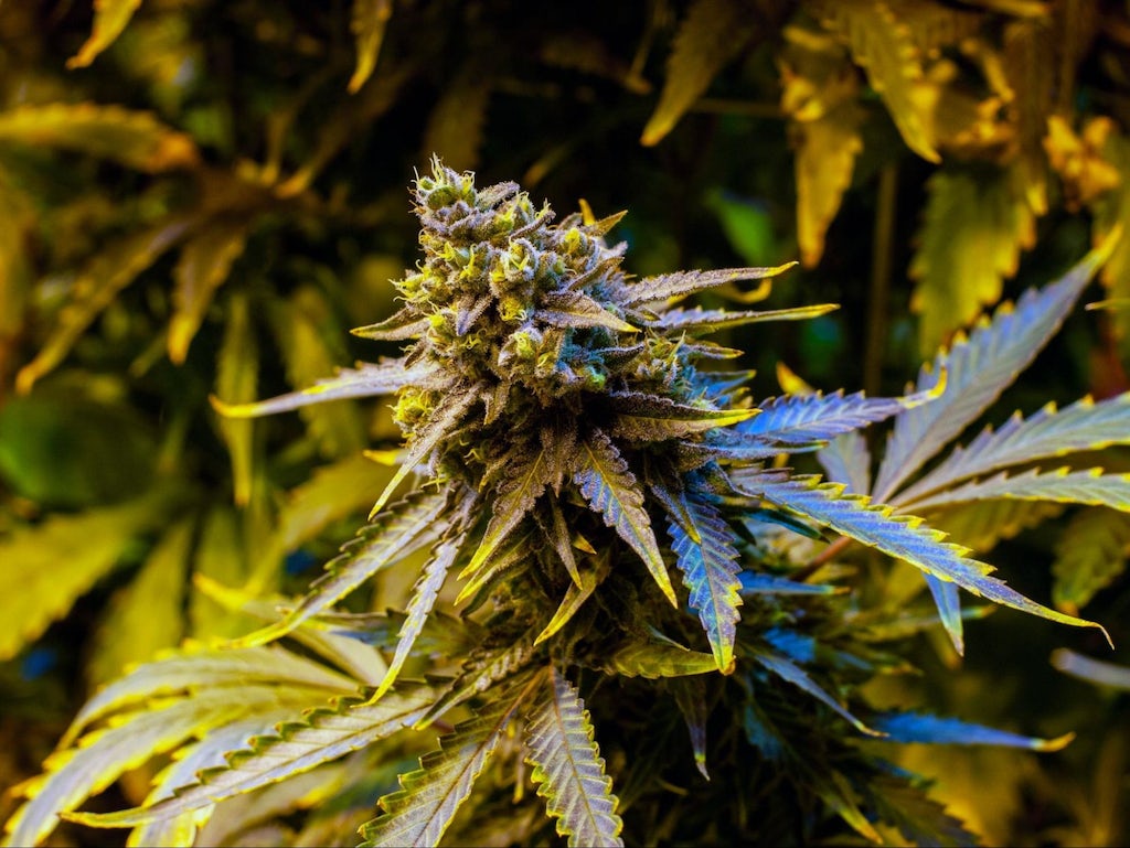 THC is the molecule that is most associated with the cannabis plant